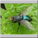 Cynomya mortuorum - Schmeissfliege 03.jpg